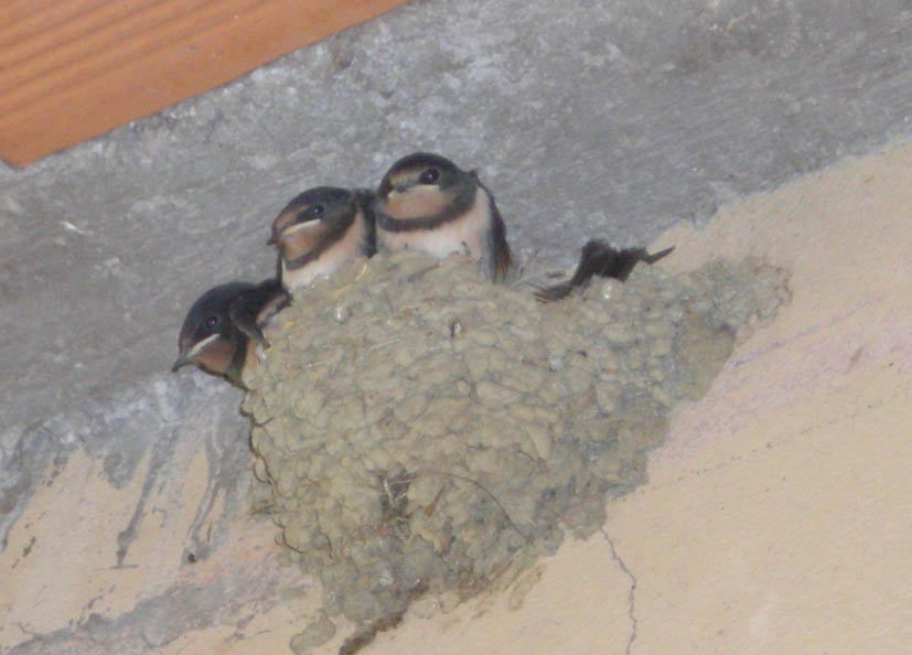 Archivio: comportamento particolare (Phoenicurus ochruros)